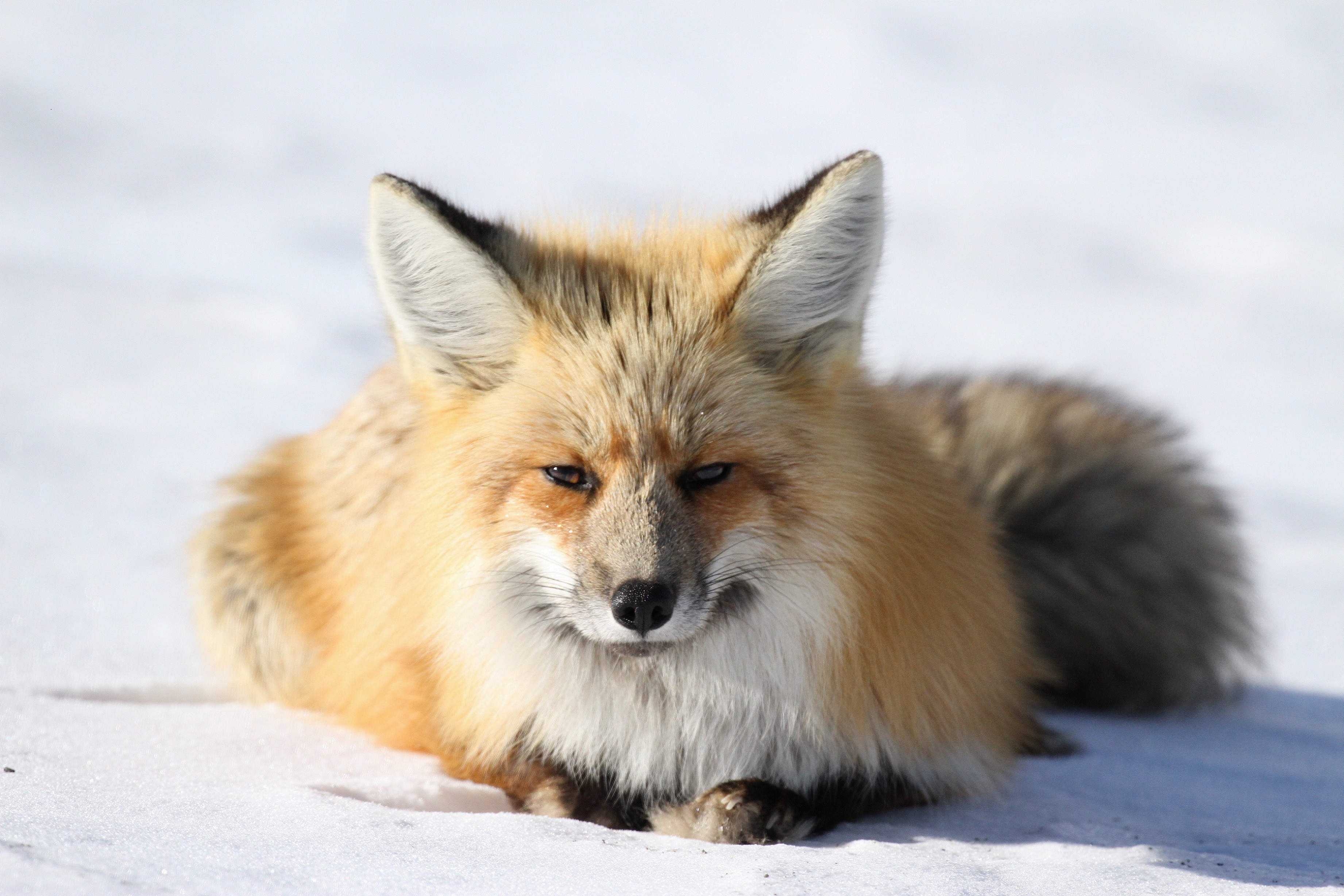 North Line FOX (fox in snow pictured)