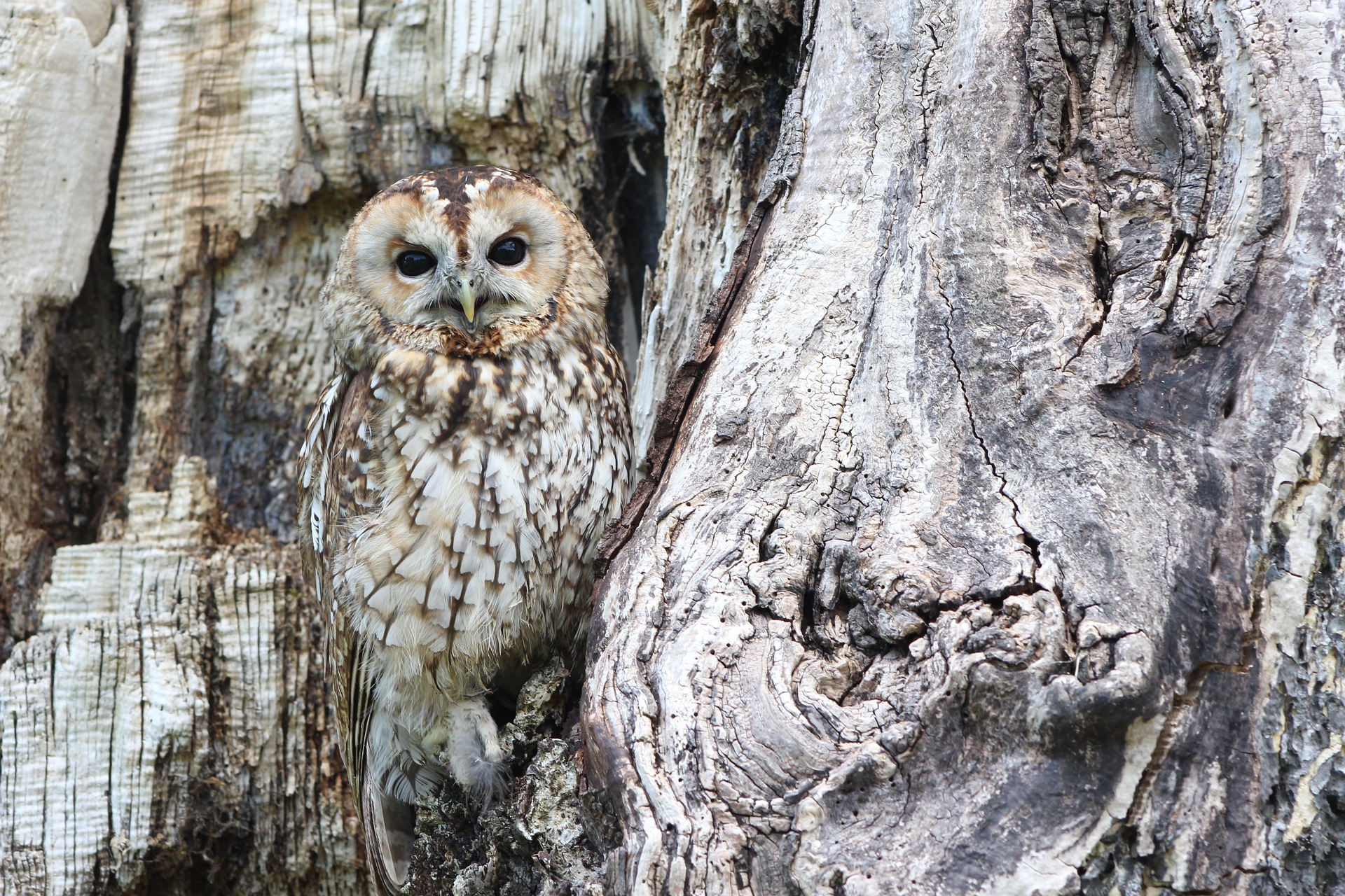 North Line OWL (owl in tree pictured)
